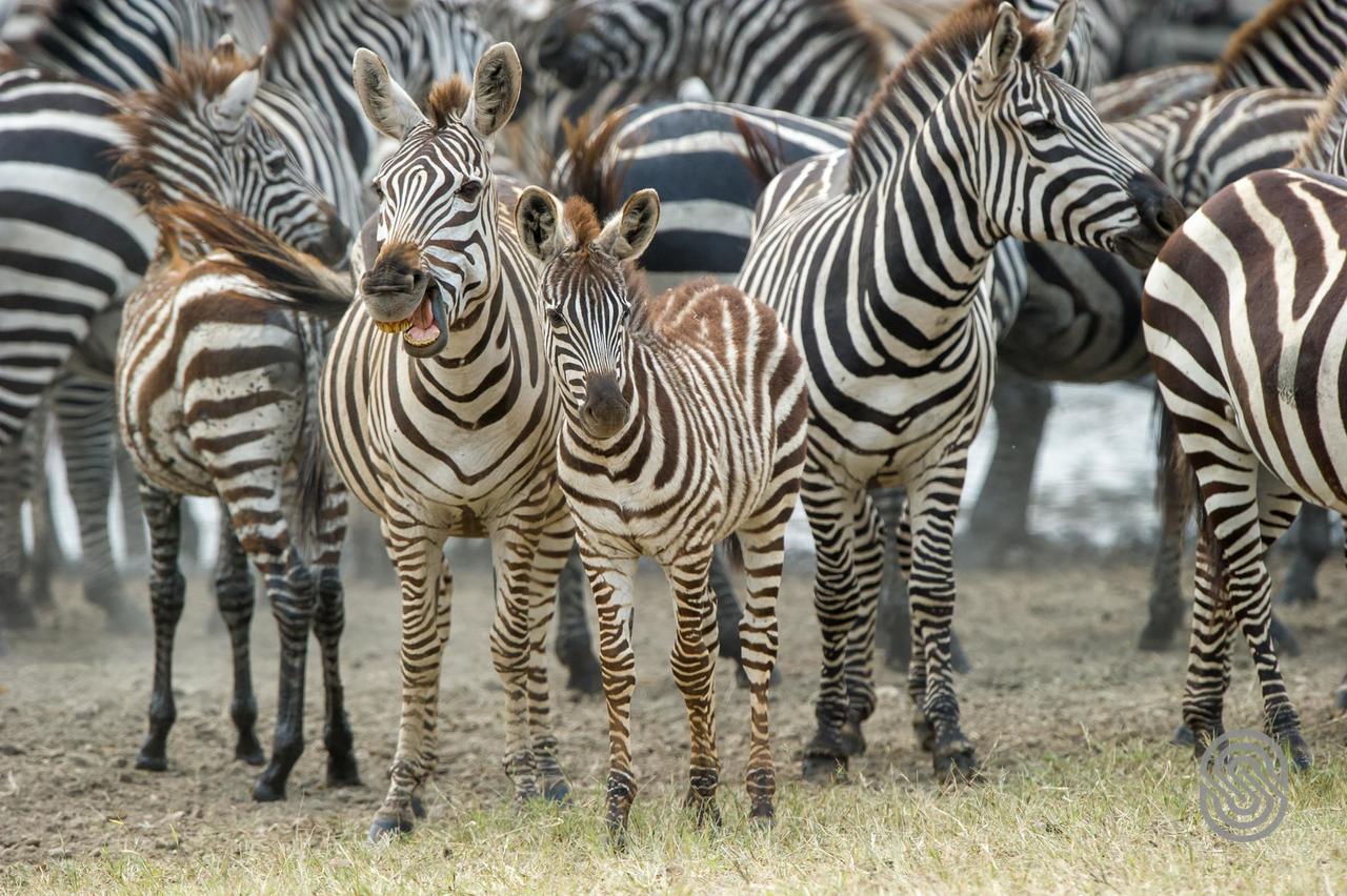 Serengeti Serena Safari Lodge Экстерьер фото